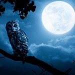 Owl Hooting Meaning: Symbolic & Spiritual Interpretations