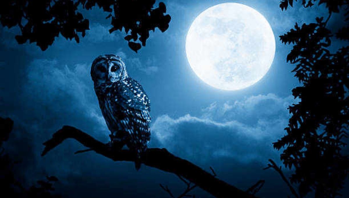 Owl Hooting Meaning: Symbolic & Spiritual Interpretations
