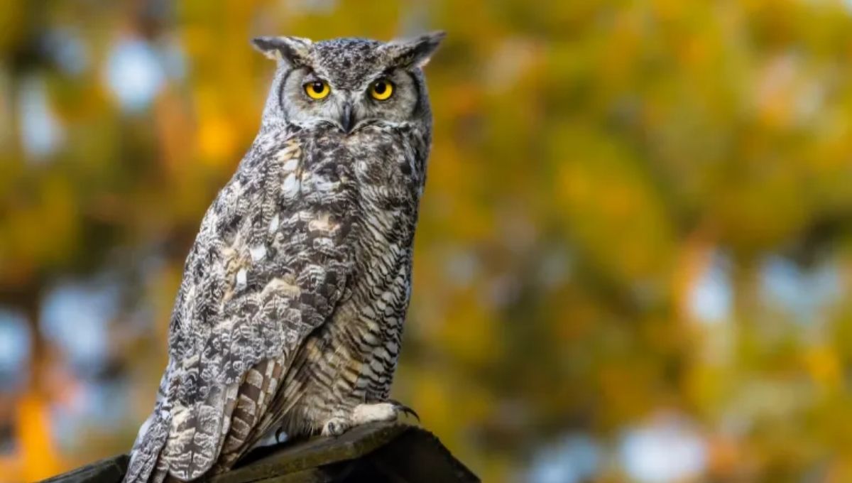 Owl Symbolism in Culture, Religion, and Mythology