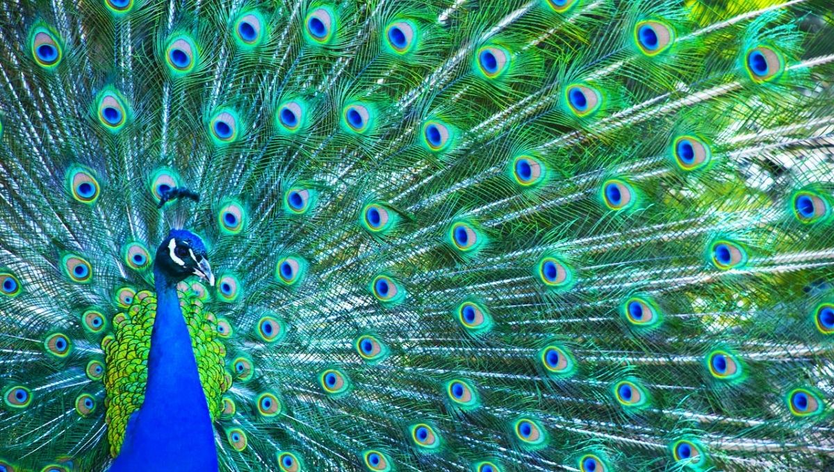 Peacock: An Example of Glory and Eternal Life