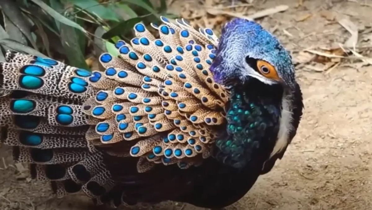 Peacock Symbolism Throughout History and Different Faiths