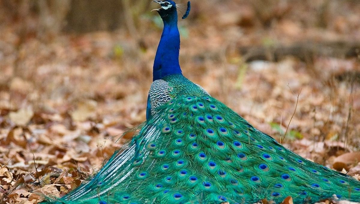 Peacock Symbolism