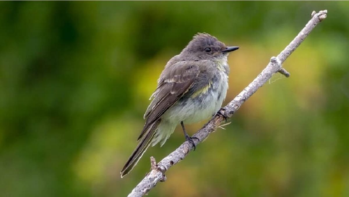 What Does the Phoebe Bird Symbolize?