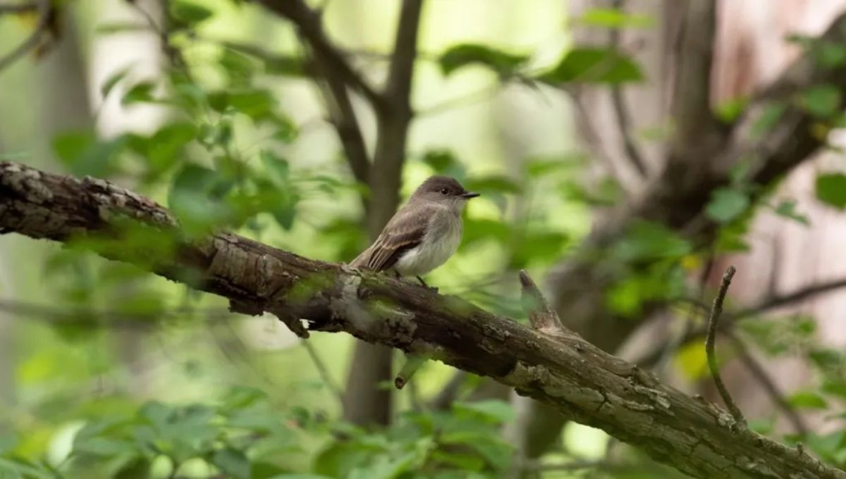 Phoebe Bird Totem, Spirit, and Power Animal