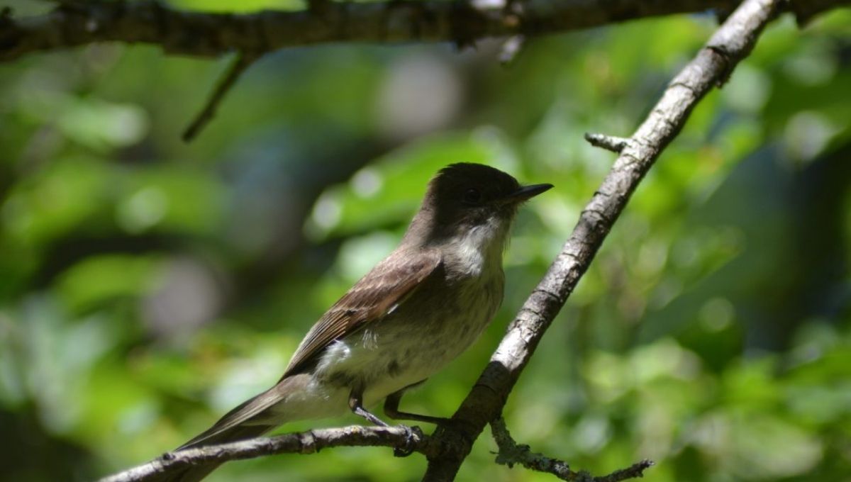Phoebe Bird in Greek Mythology: Myths and Meanings