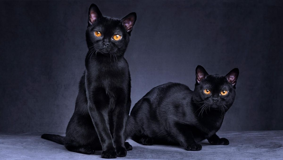 Popular Superstitions and Beliefs About Black Cats
