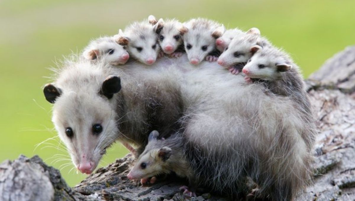 Possum Symbolism