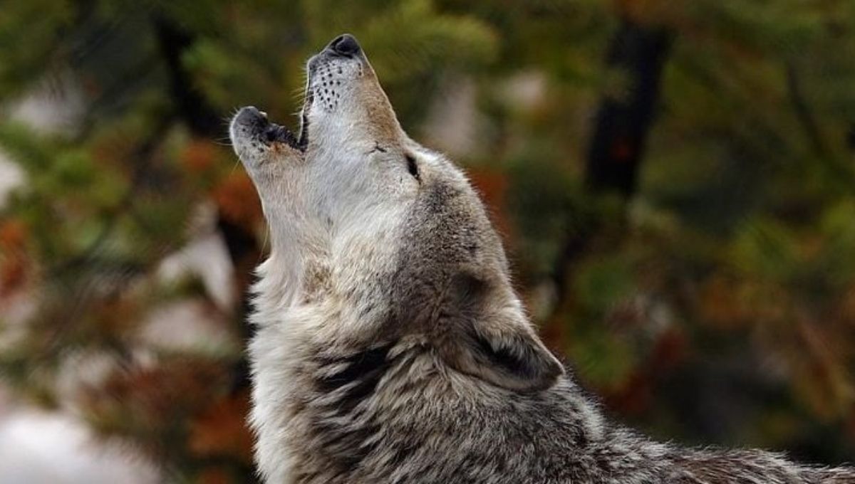 Potential Warnings and Protective Signals