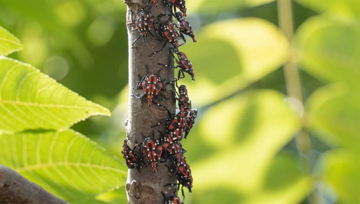 Practical Spiritual Practices Inspired by the Spotted Lanternfly