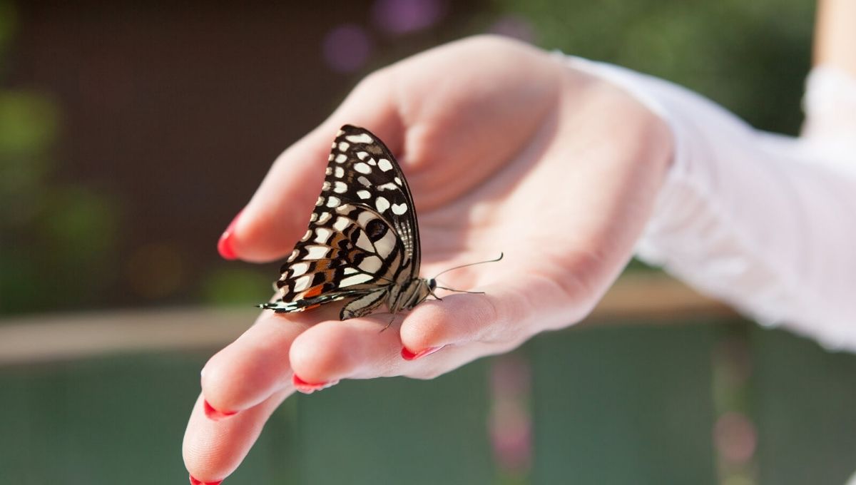 Practical Ways to Connect with Butterfly Energy