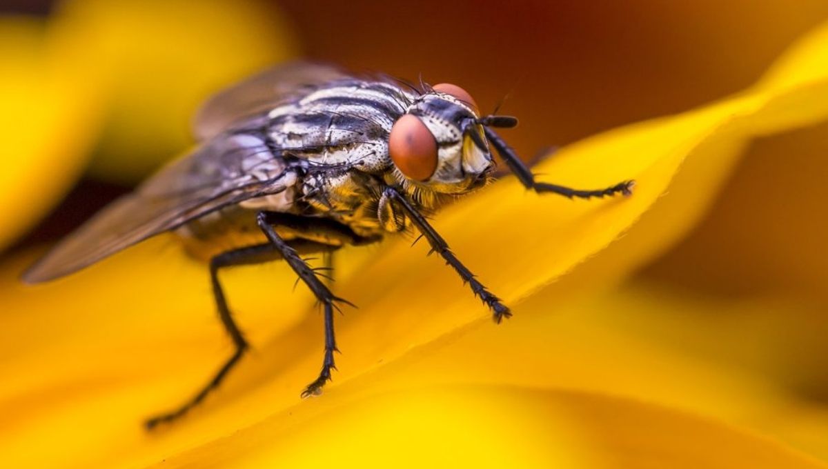 Practical Ways to Connect with Fly Symbolism