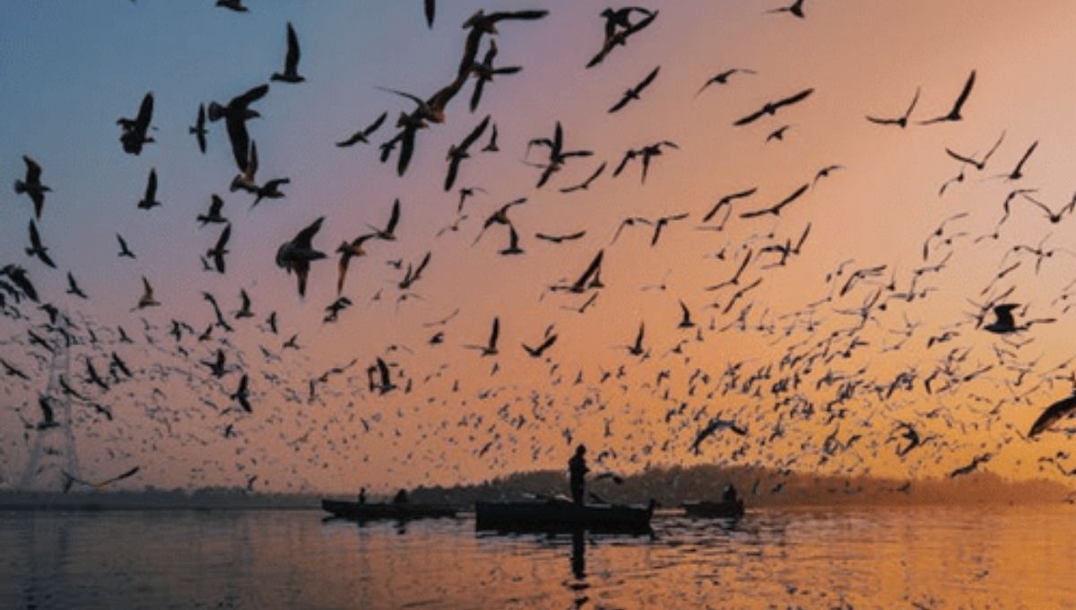 Quick Answer: What a Flock of Birds Spiritually Means