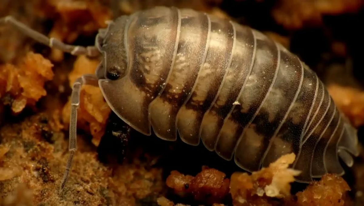 Quick Guide to Rollie Pollie Spiritual Meaning