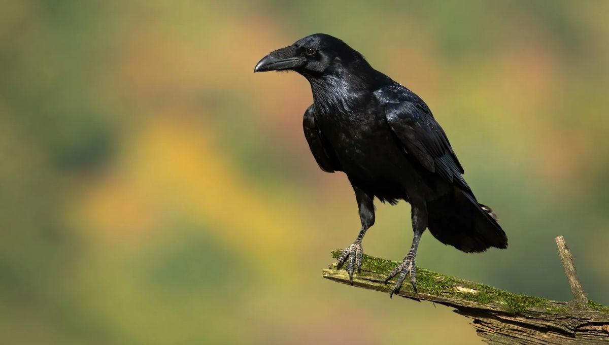 Raven Symbolism in World Cultures & Mythology