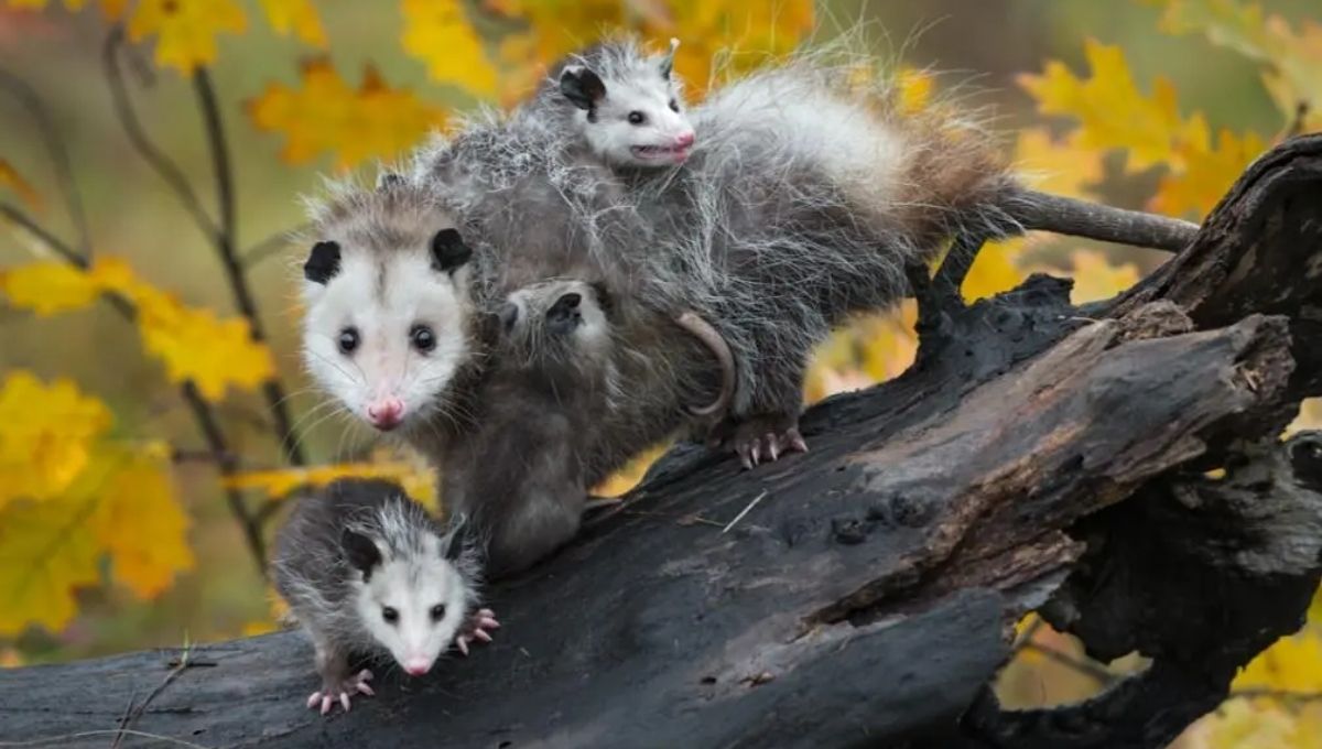 Real Story: A Life Changed by a Possum Encounter