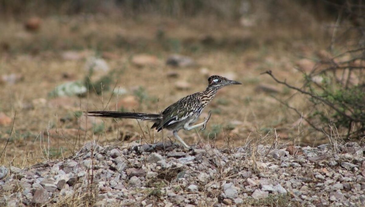 Roadrunner Spiritual Meaning