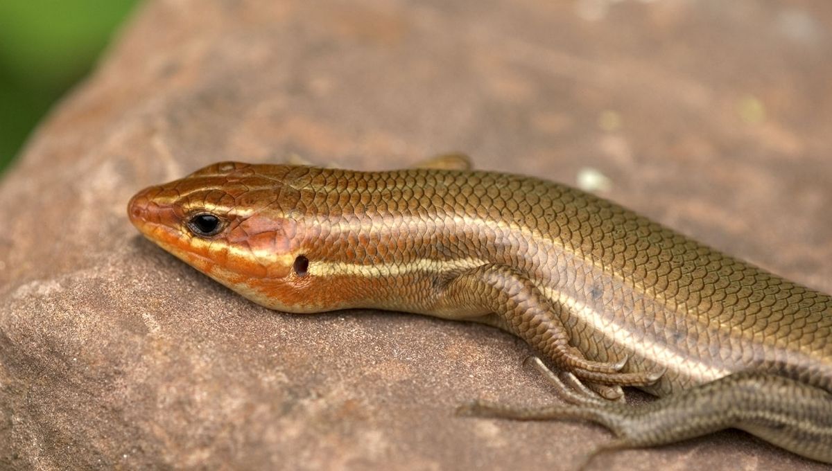 Seeing a Skink Lizard? Here’s the Spiritual Message Behind It