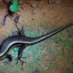 Skink Lizard Symbolism and Meaning