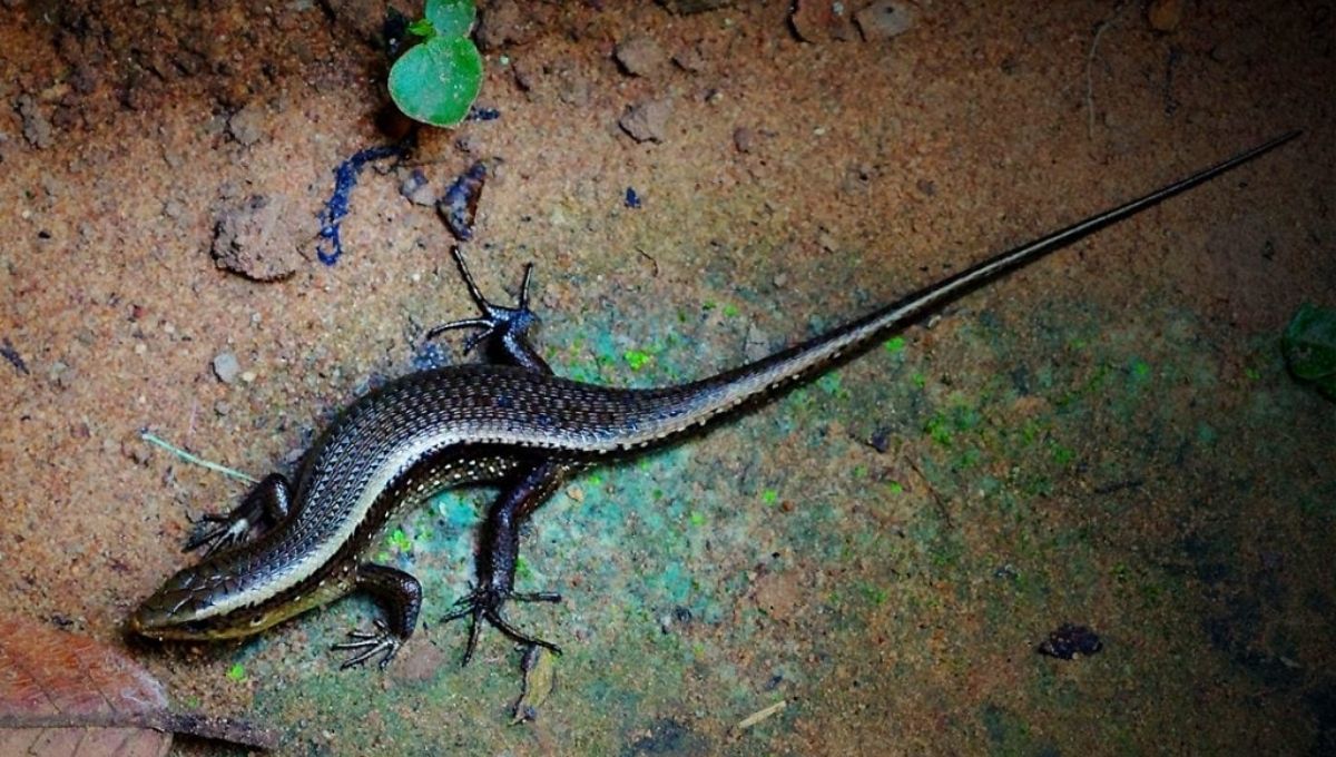 Skink Lizard Symbolism and Meaning