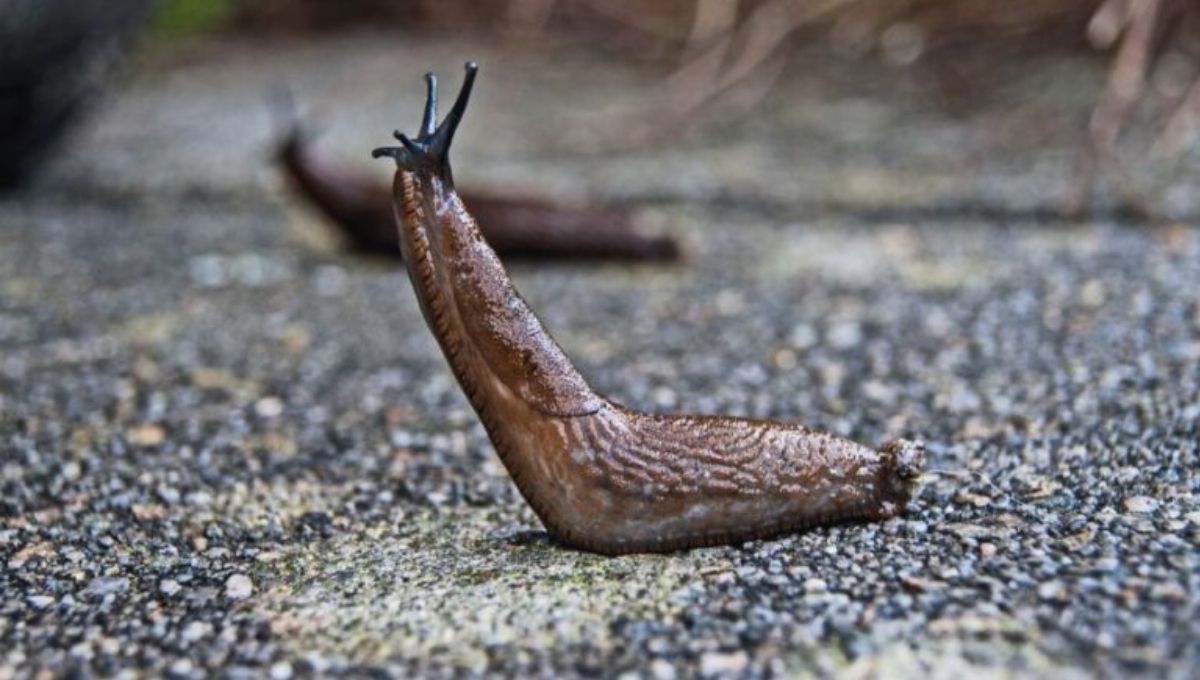 Slug Dream Interpretation