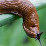 Slug Spiritual Meaning and Symbolism