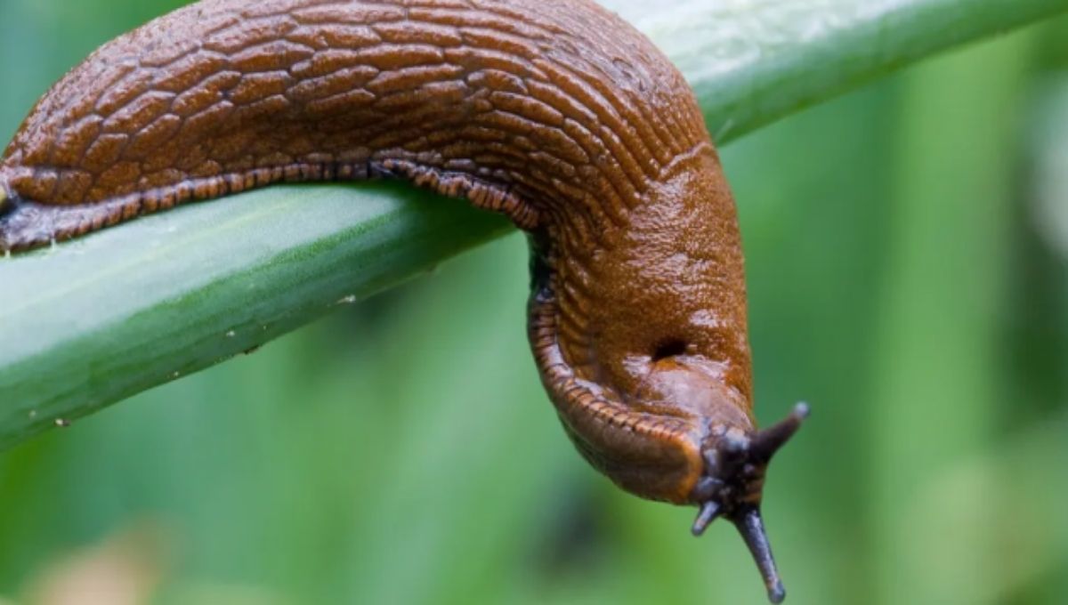 Slug Spiritual Meaning and Symbolism