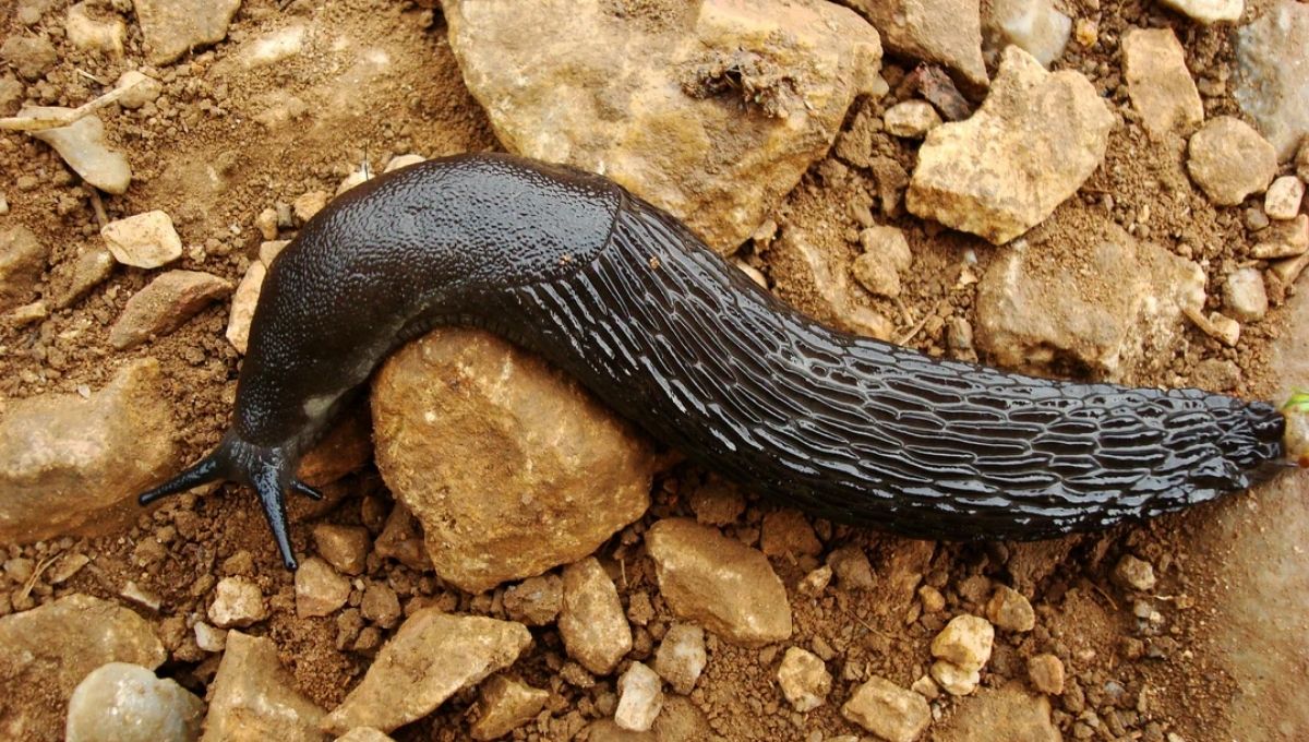 Slug Spiritual Meaning