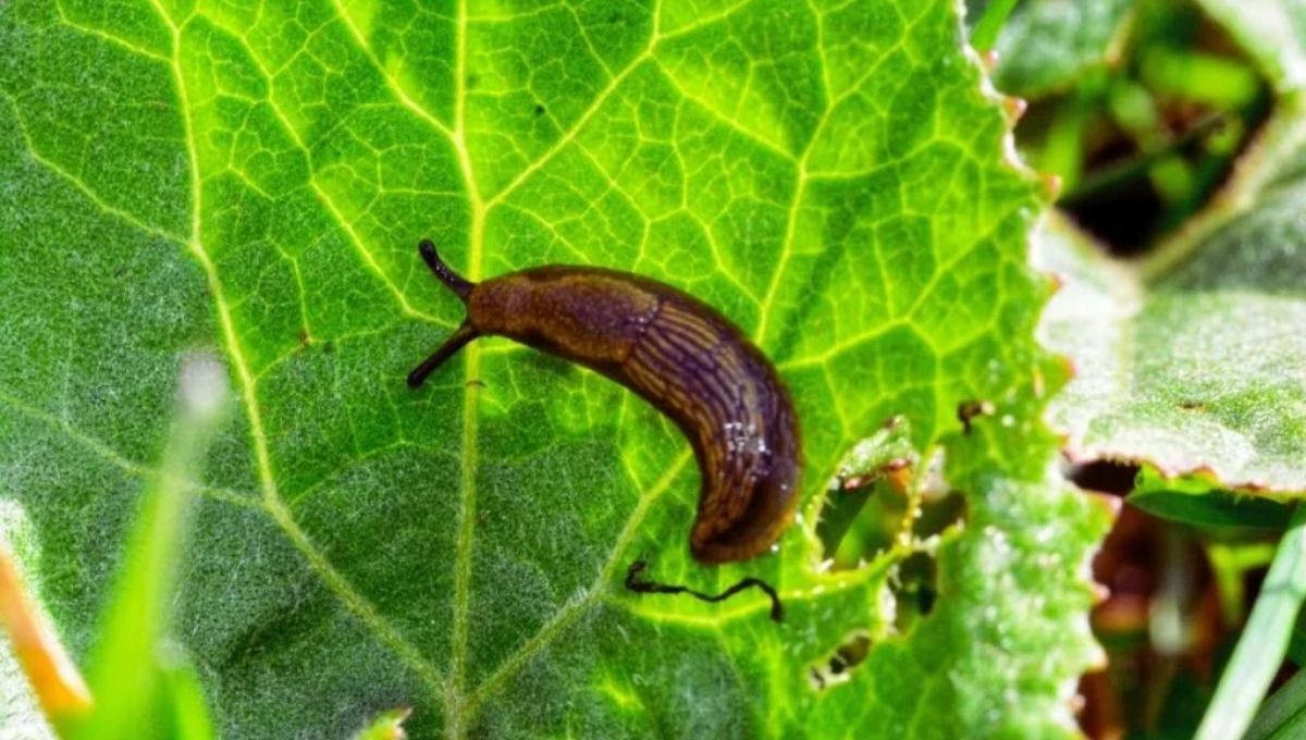 Slug Symbolism of Protection and Emotional Vulnerability