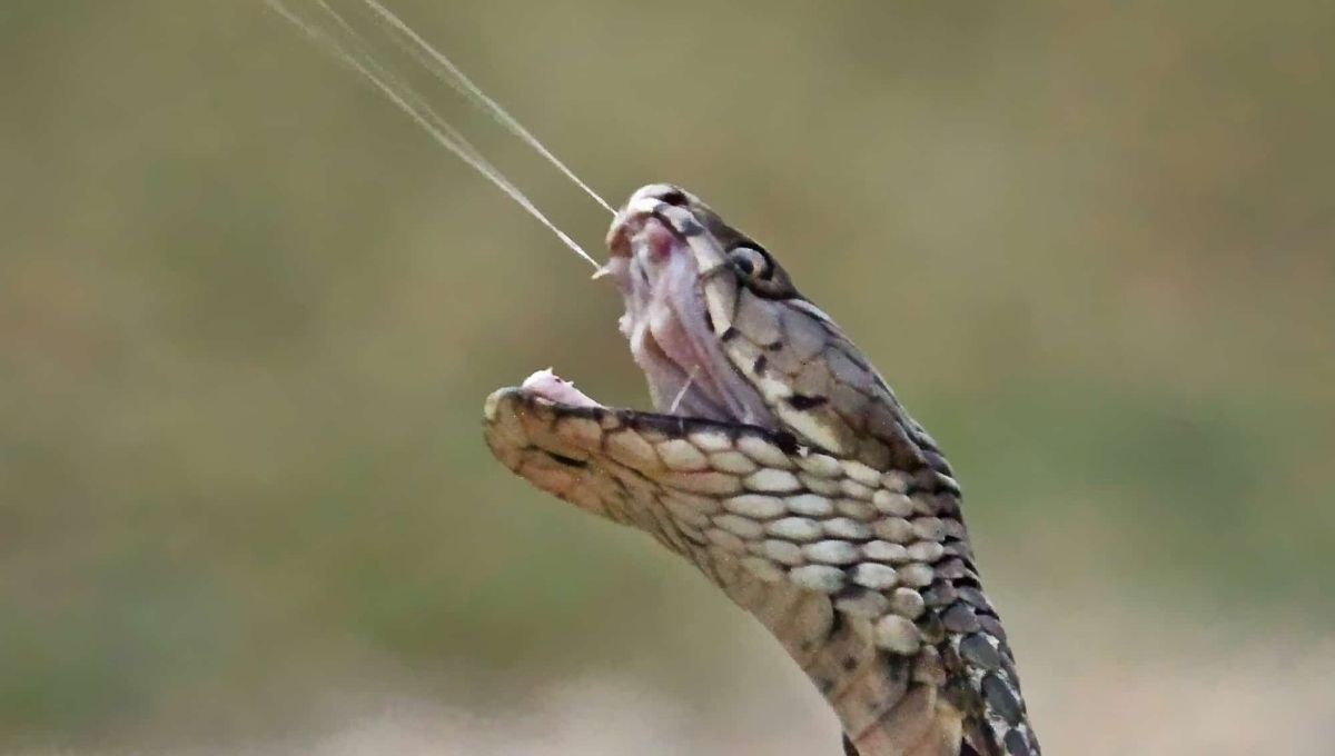 Snakes as Symbols of Eternity and Rebirth