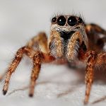 Spider Spiritual Meaning: Symbolism, and Messages in Life