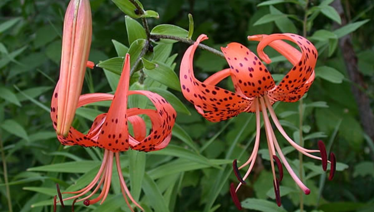 Spiritual Lessons and Messages from Tiger Lilies