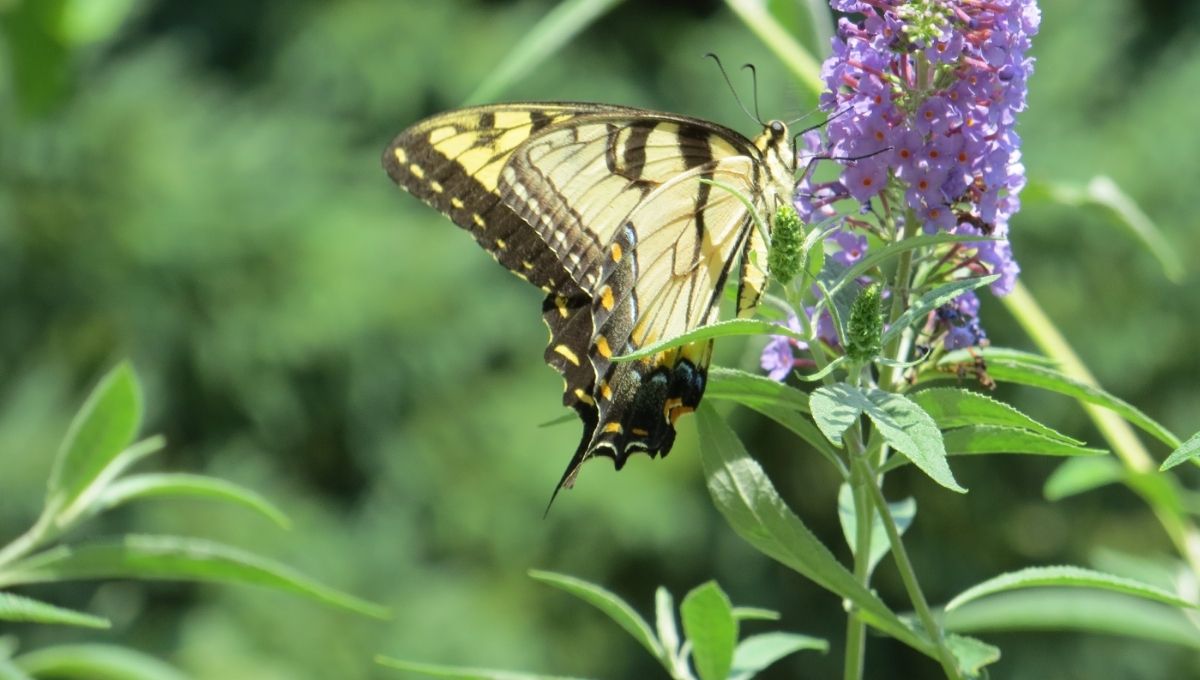 Spiritual Lessons from the Life of a Butterfly