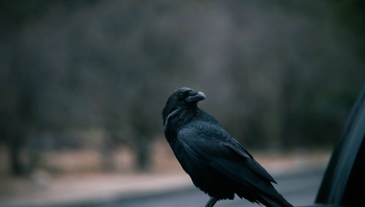 Spiritual Meaning Of a Crow Pooping On You