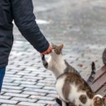 Spiritual Meaning When a Stray Black Cat Chooses You