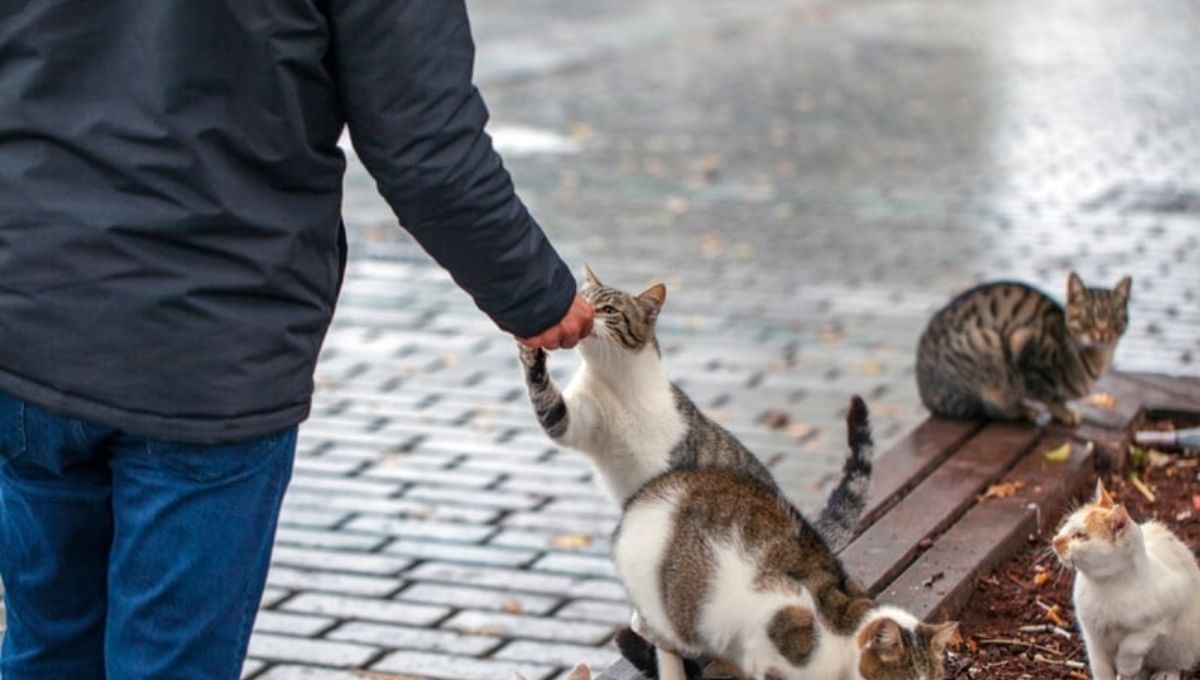 Spiritual Meaning When a Stray Black Cat Chooses You