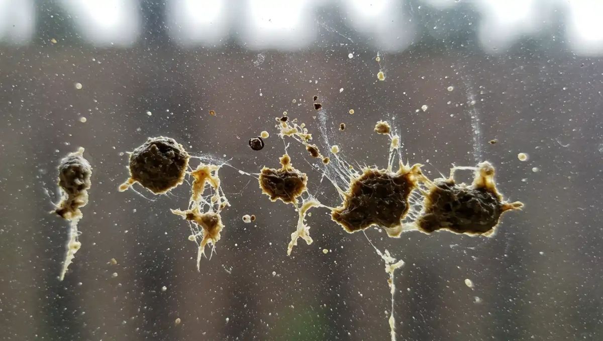 Spiritual Meaning of Bird Poop on Your Window: Signs & Symbolism