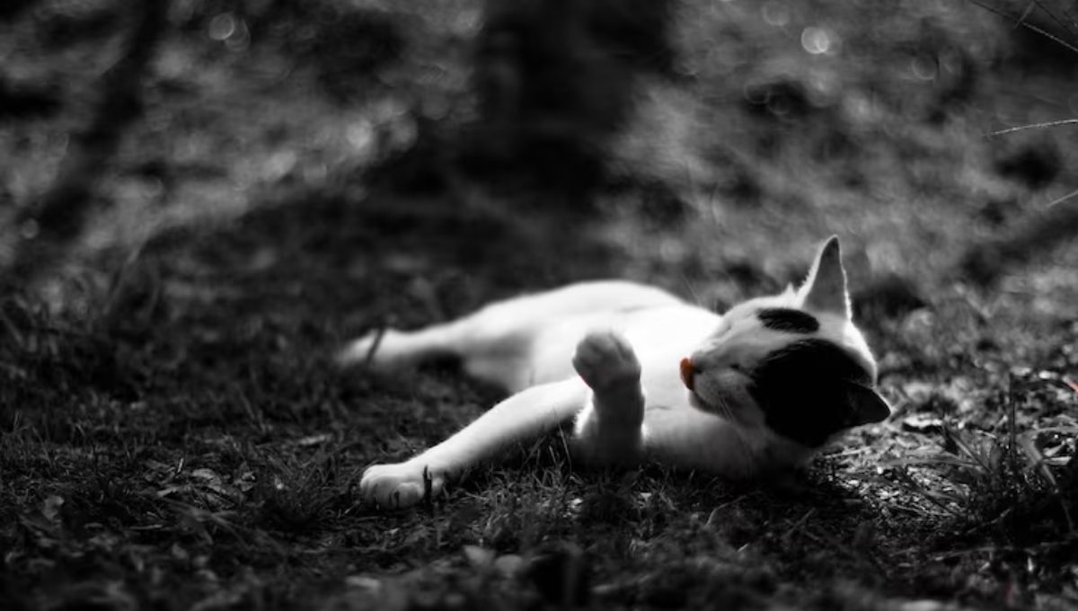 Spiritual Meaning of Dead Cats in Dreams vs Real Life