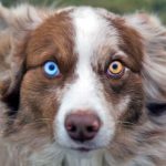 Spiritual Meaning of Dogs With Two Different Colored Eyes