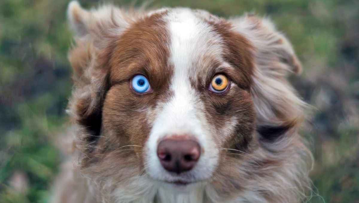 Spiritual Meaning of Dogs With Two Different Colored Eyes