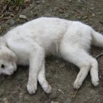 Spiritual Meaning of Finding a Dead Cat Near Your Home