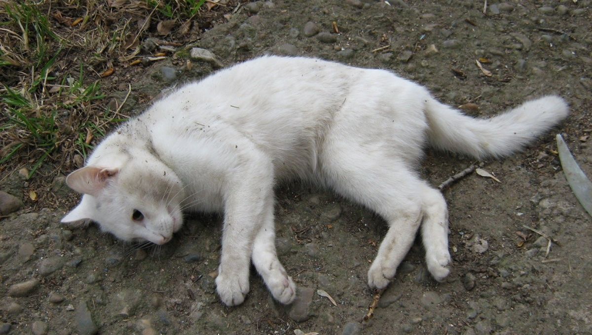 Spiritual Meaning of Finding a Dead Cat Near Your Home