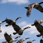 Spiritual Meaning of Hearing Geese at Night