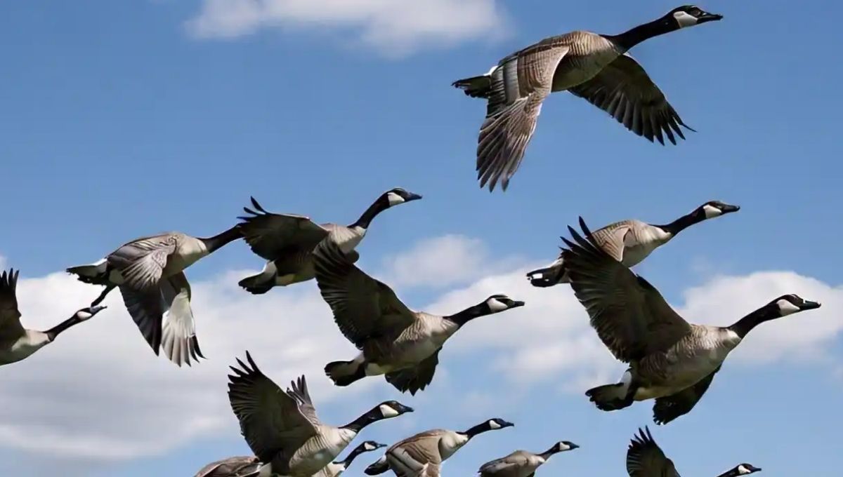 Spiritual Meaning of Hearing Geese at Night