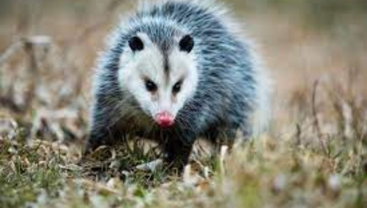 Spiritual Meaning of Possum Crossing Your Path