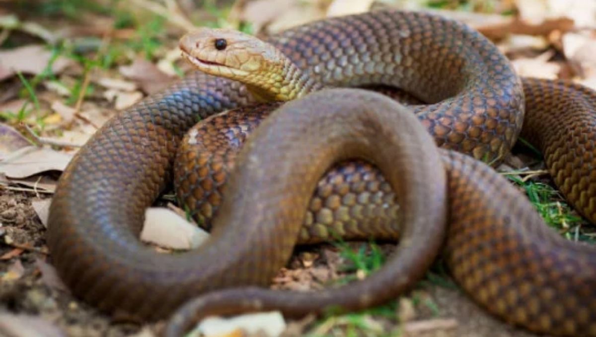 Spiritual Meaning of Seeing a Cobra in Real Life