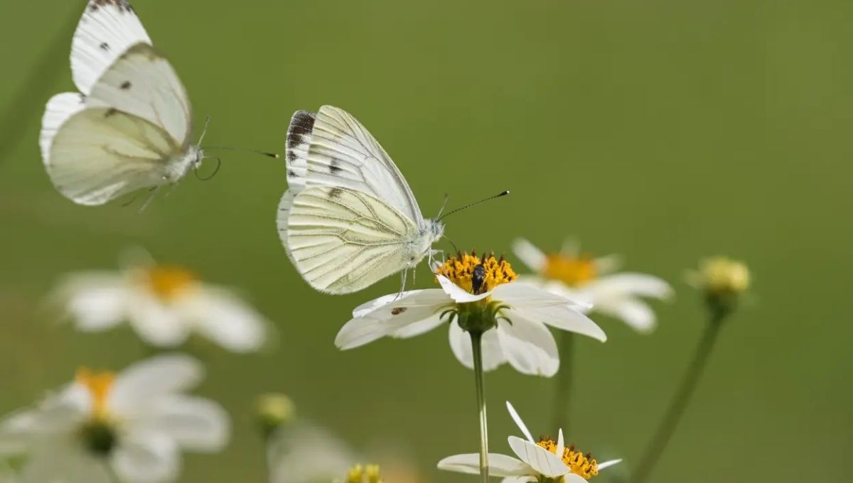 Spiritual Meaning of a White Butterfly Explained