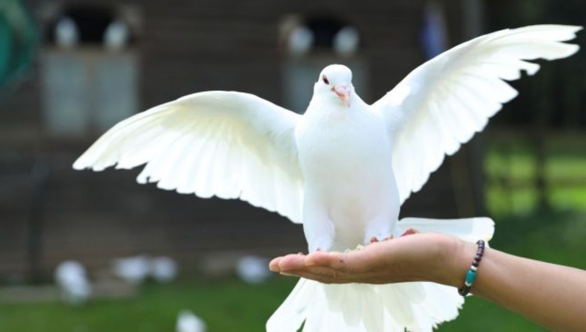Spiritual Meanings Of Seeing a White Pigeon