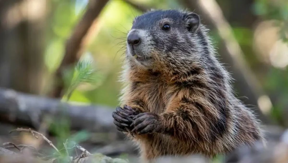 Spiritual Meanings of Groundhog