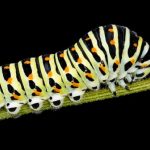 Spiritual Meanings of Seeing A Caterpillar