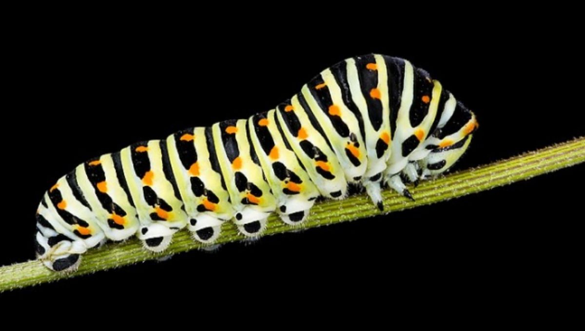 Spiritual Meanings of Seeing A Caterpillar